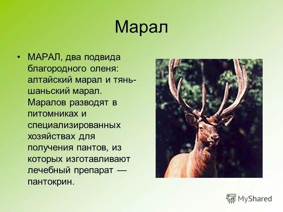Интересные факты о благородном олене. Презентация на тему олень. Факты о оленях. Маралы животные. Интересные факты о олене