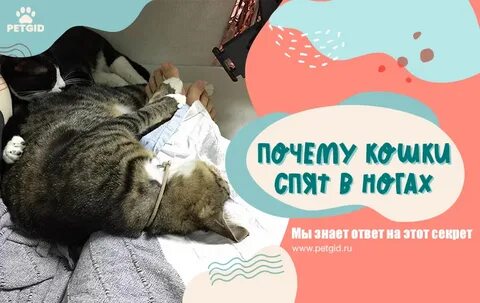 Почему кошки спят на людях ночью