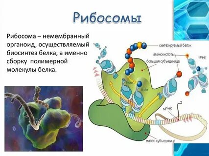 Рисунок рибосом