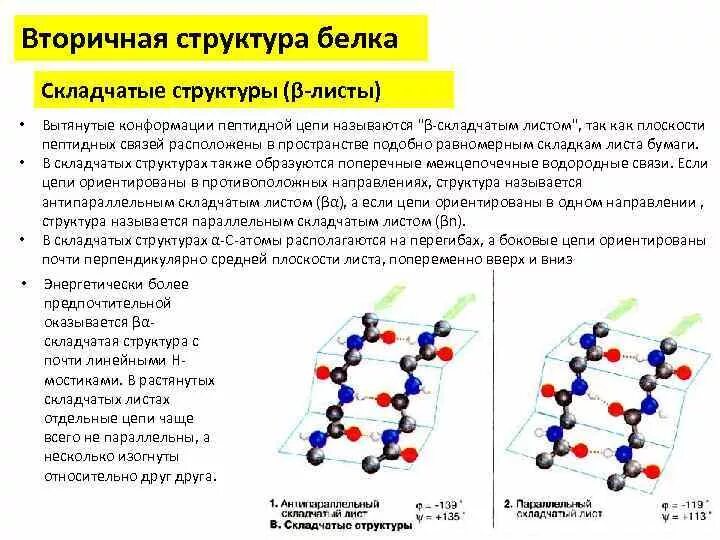 Молекула белка имеет число структуры. Бета складчатость вторичной структуры белка. вторичная структура белка бета конформация. вторичная структура белка листы. вторичная структура белка бета складчатая структура.