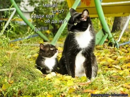 Ой коты коты