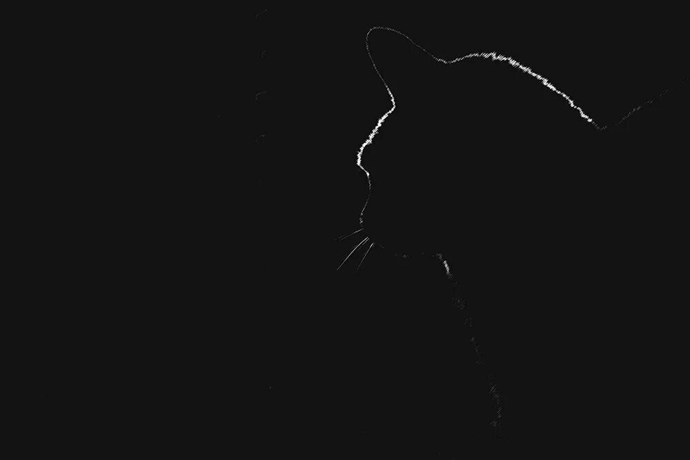 Кошка в темной комнате. Черная кошка на черном фоне. силуэт кота на черном фоне. черная кошка в темной комнате.