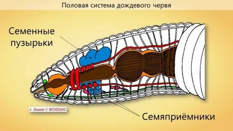 Строение органов червя