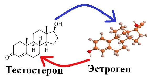 Гормоны тестостерон эстрадиол. Тестостерон и эстроген. Эстроген формула. Тестостерон и эстроген формула.