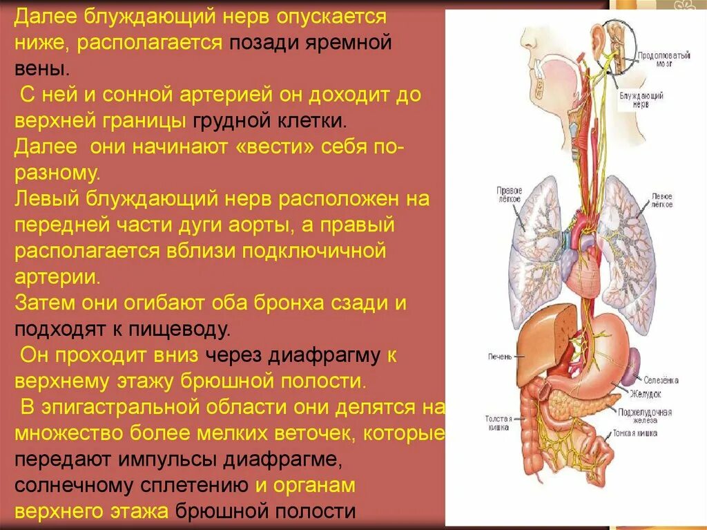 Регуляция блуждающего нерва. Блуждающий нерв иннервирует диафрагму. Блуждающий нерв 1 Нейрон. Нервус вагус блуждающий нерв. Где идет блуждающий нерв.