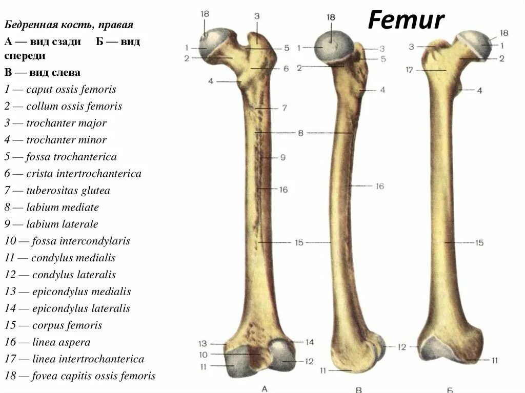 Бедренная кость Синельников. Анатомия человека кости бедренная кость. Бедренная кость анатомия человека Синельников.