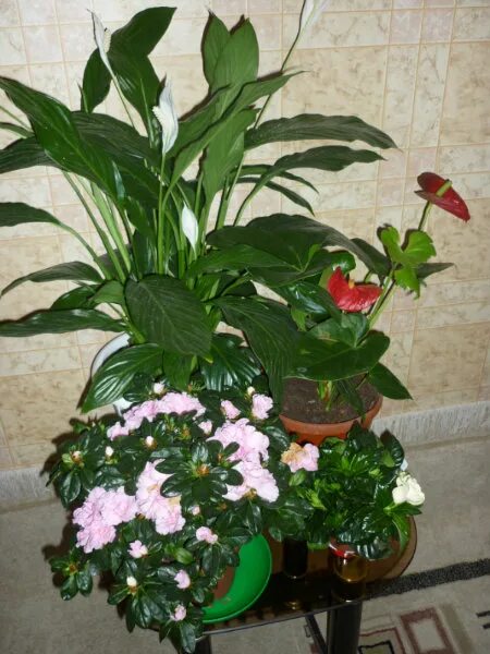 Юла комнатные растения. Кто продает комнатные цветы. Комнатные цветы Астрахань. Горшечное растение в магазинах Астрахани.