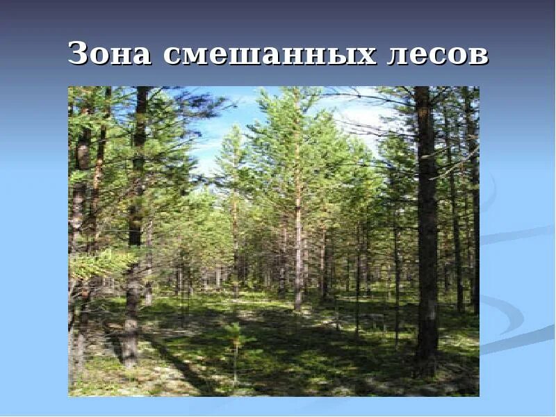 Где находится зона смешанных лесов. Зона смешанных лесов. природная зона леса. природные зоны россии смешанные леса. смешанные леса природная зона.