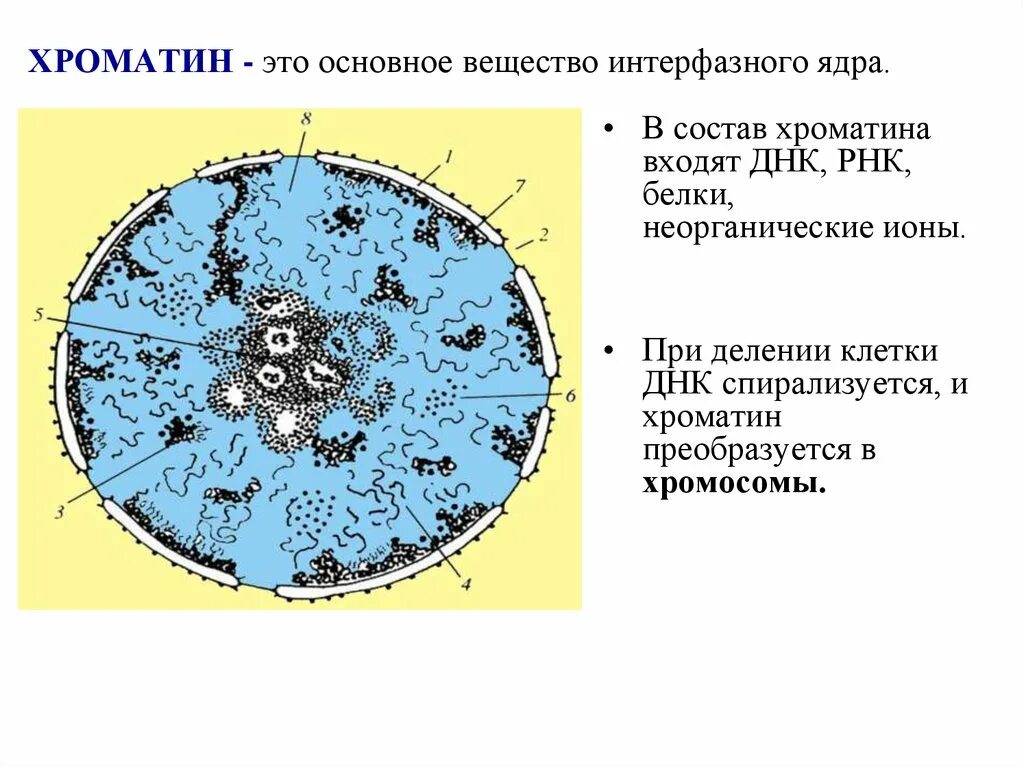 Структура и функции интерфазного ядра. Функции интерфазного ядра клетки. Строение интерфазного клеточного ядра. Строение ядра клетки хроматин.