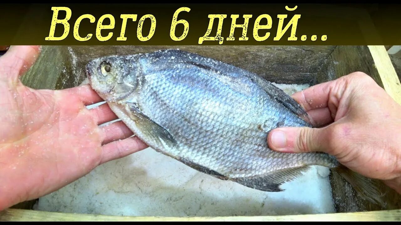 Как посолить рыбу леща