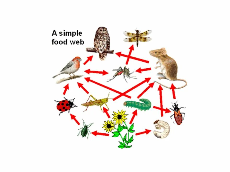 Пищевая цепь. Пищевая цепочка. Цепь питания человека. Пищевая цепочка животных.