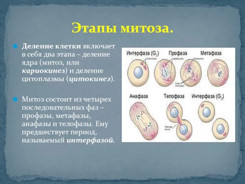Фаза предшествующая митозу