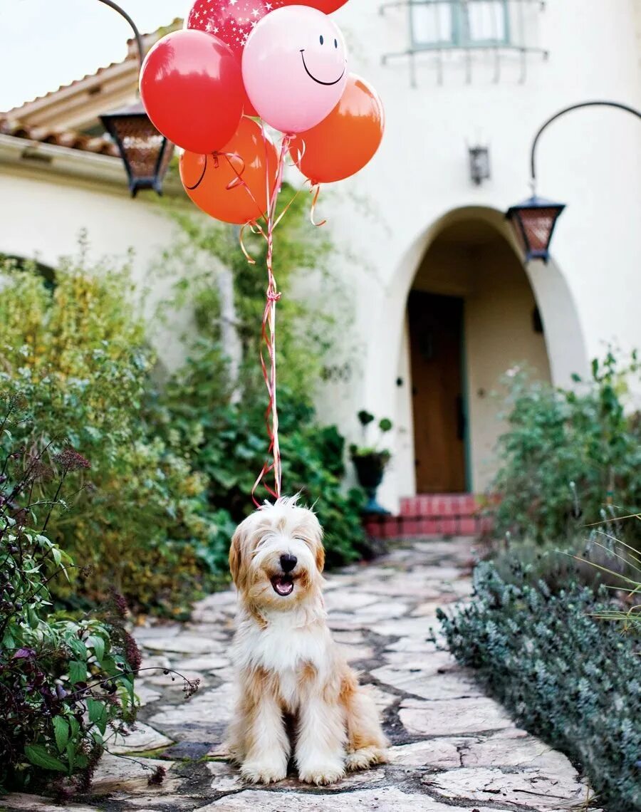Собака в шаре. Шарик собачка. Собака с воздушными шарами. Шарики воздушные животные. Воздушные шары собачки.