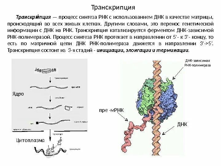 Процесс синтеза РНК С использованием ДНК В качестве матрицы. Транскрипция генетика. Транскрипция ДНК В РНК процесс. ДНК передача информации на РНК. Днк участвует в биосинтезе рнк