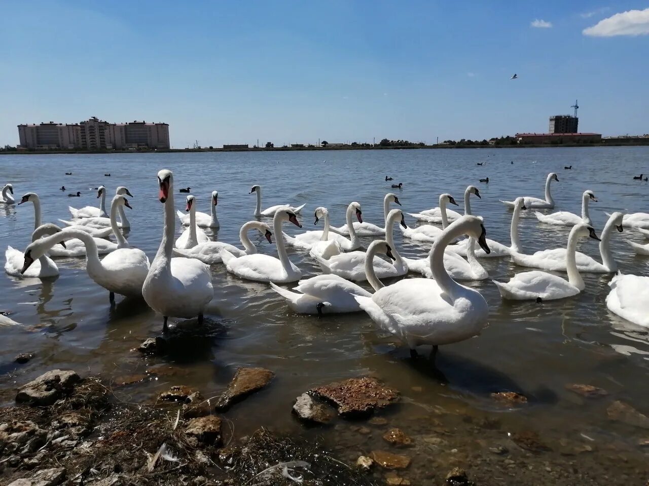 раздольное лебяжьи острова. лебяжье озеро крым евпатория. каркинитском залив лебяжьи острова. природный заповедник лебяжьи острова. лебяжьи острова.