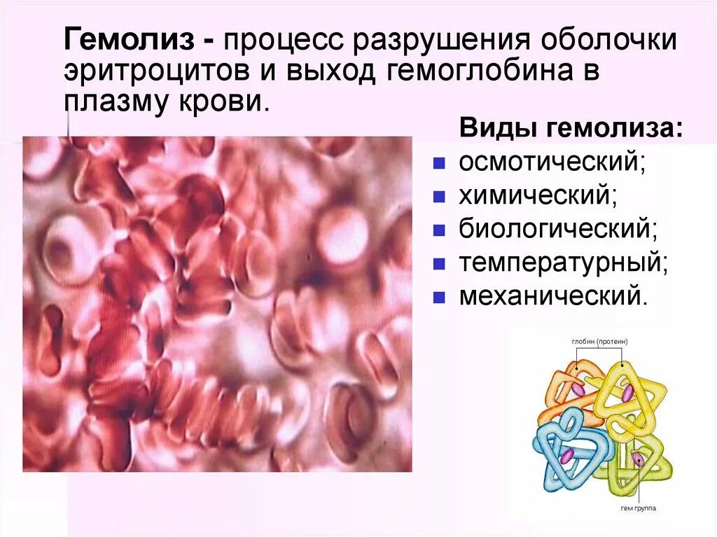 Место разрушения клеток крови