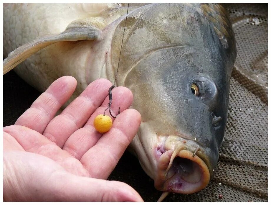 Zig Rig - Lov na umělé napodobeniny přirozené potravy:: Nachytáno.cz Carp fishin