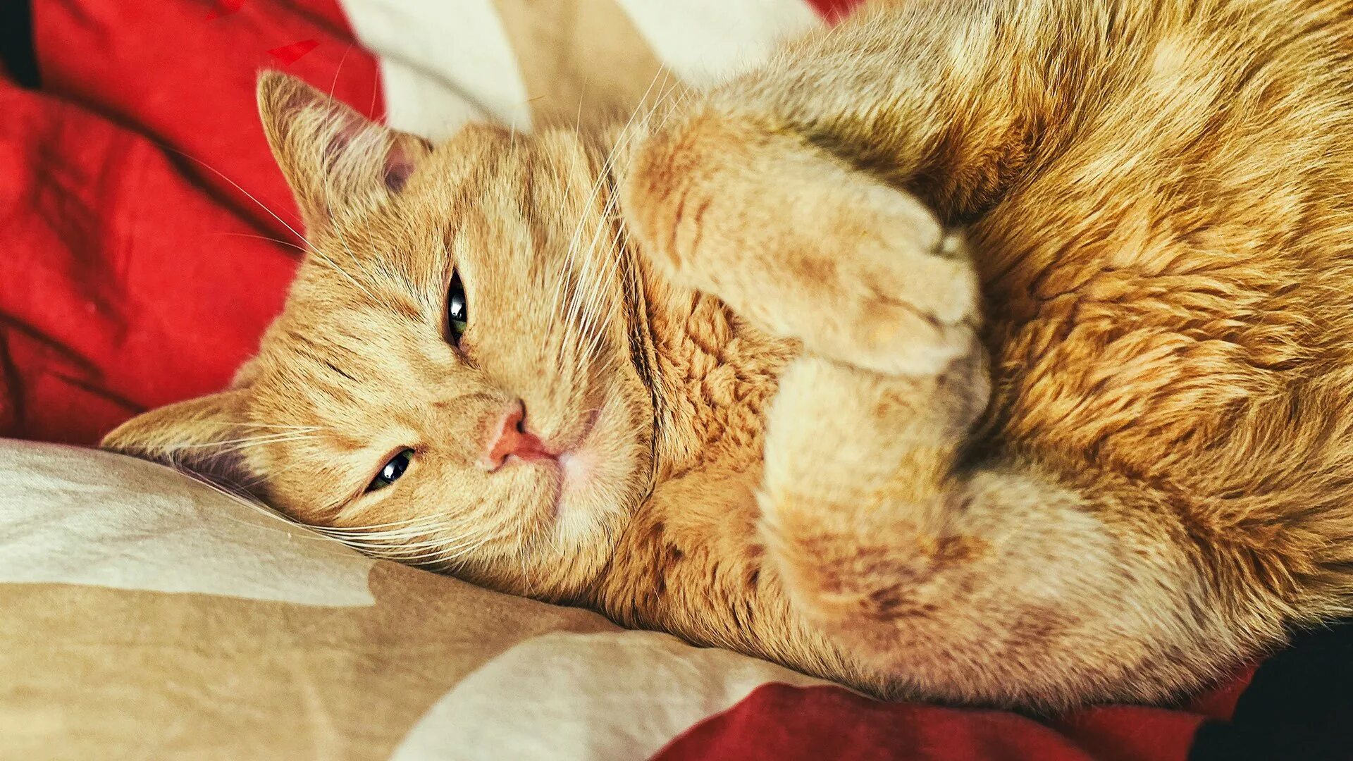 Спящий рыжий кот. Рыжий кот спит. рыжая кошка спит. сонный котик. спящие рыжие коты.