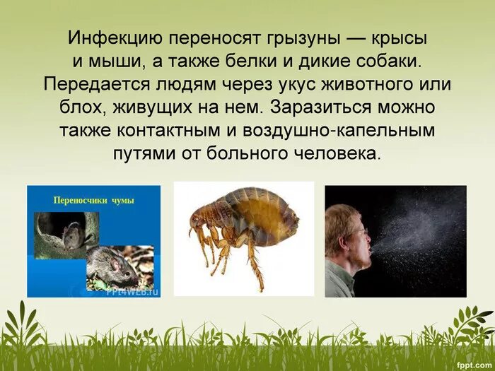Грызуны инфекции. Грызуны переносчики. крысы переносчики инфекции. грызуны переносчики болезней.