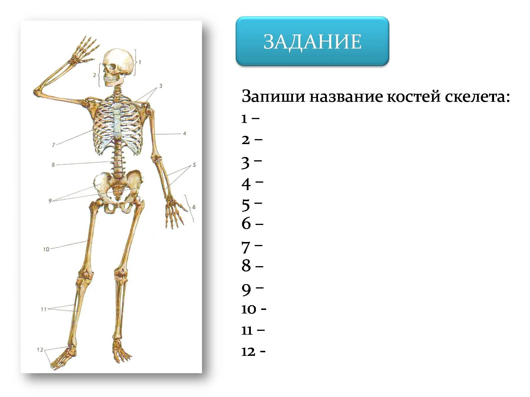 Подпишите названия костей скелета. Запиши названия костей скелета. Скелет человека биология 9 класс. Строение скелета кости. Название частей скелета человека.