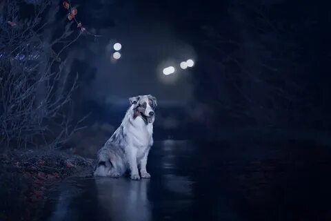 Night in dog
