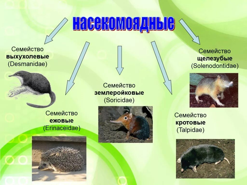 Отряд Насекомоядные млекопитающие 7 класс. Биология Насекомоядные отряды 7 класс. Насекомоядные животные презентация. Насекомоядные млекопитающие презентация.