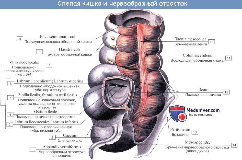 Строение аппендикса. Строение червеобразного отростка анатомия. Слепая кишка и червеобразный отросток. Слепая кишка анатомия строение. Слепая кишка строение стенки.