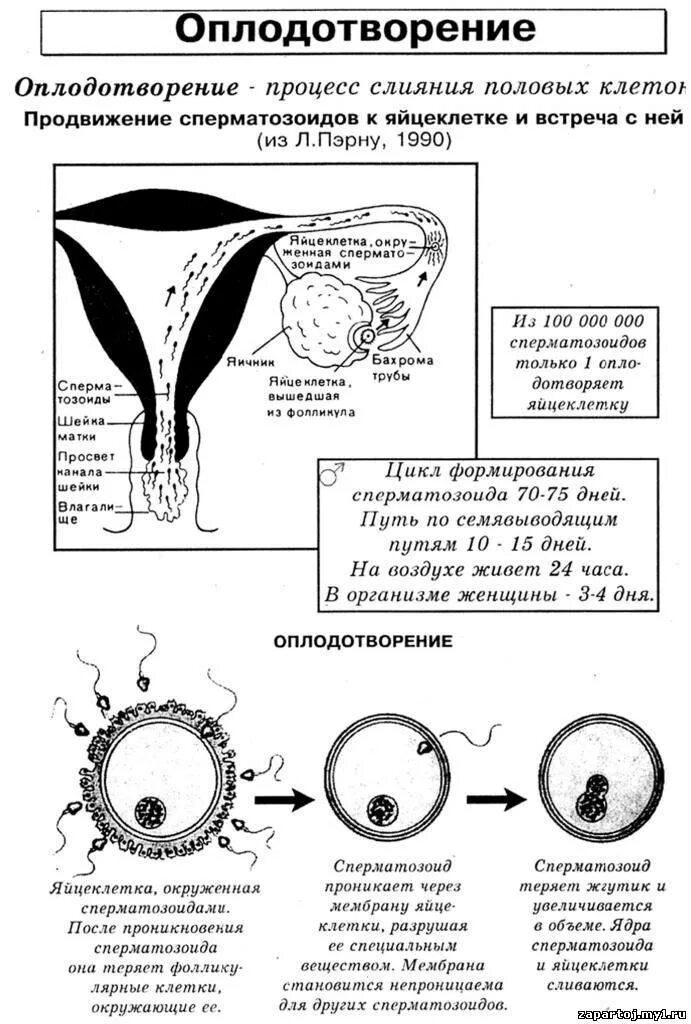 Забеременеть от проникновения. Схема процесса оплодотворения человека. Схема перемещения яйцеклетки. Процесс в оплодотворенной яйцеклетке. Оплодотворение схема 2n.