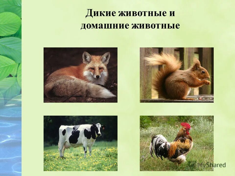 дом животных презентации. презентация домашнее животное. дом животных презентации. презентация про домашних животных. звери дикие и домашние.