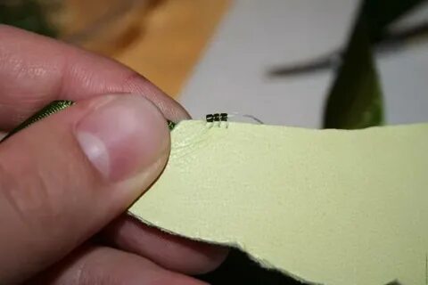 Зеленый воротничок подсолнечника это