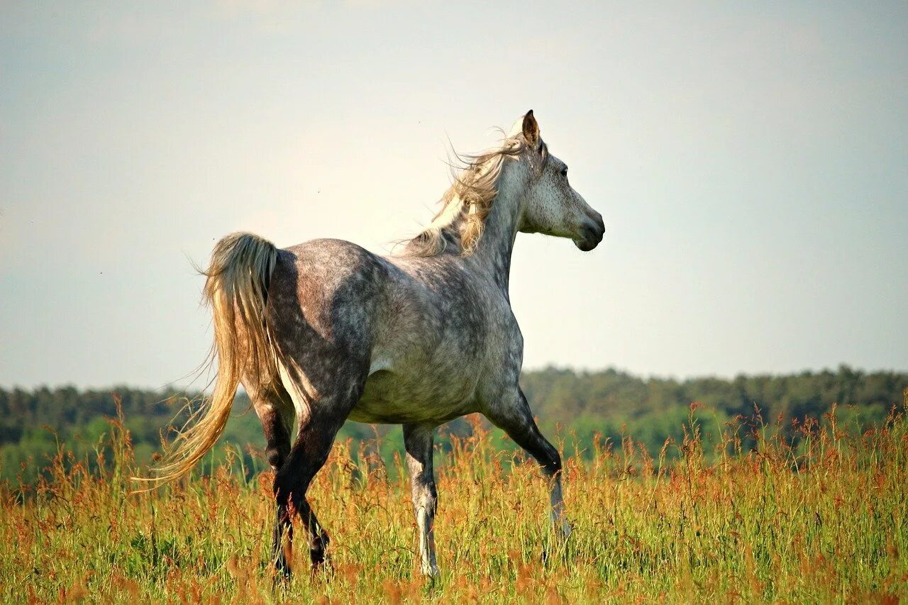 Рысь Аллюр лошади. Серая лошадь в поле. Конь бежит рысью. Рысью на лошади.