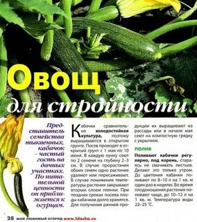 Можно собакам кабачки