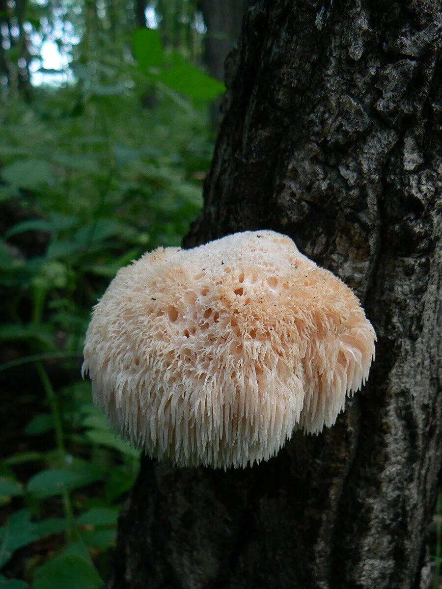 Эволайт ежовик. Ежевик (ежовик) гребенчатый. Ежовик едят. Ежевик (ежовик) гребенчатый. Гриб ежовик гребенчатый.