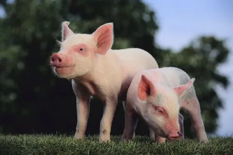 Us and pigs