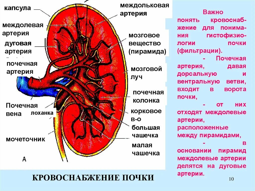 Система кровообращения почек. Кровоснабжение почек анатомия вены. Почка артерия Вена мочеточник. Ворота почки Вена артерия мочеточник. Артерии почки, строение анатомия.