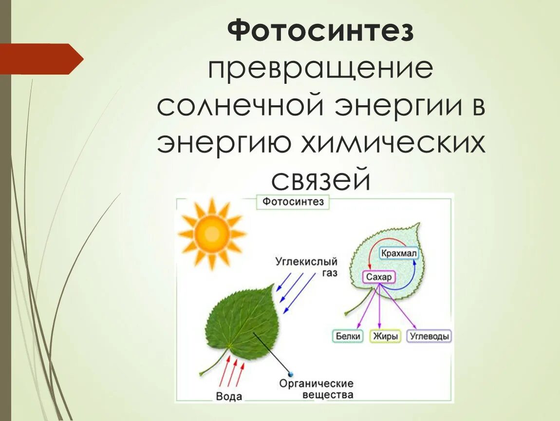 В реакциях фотосинтеза энергия света. Схема фотосинтеза у растений. Энергия в фотосинтезе биология 6 класс. Схема фотосинтеза химия. Фотосинтез растений схема 6 класс.