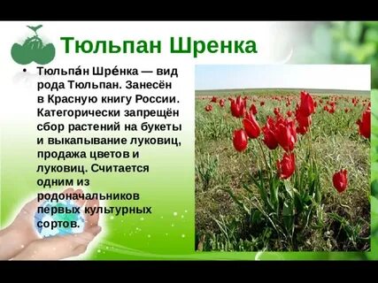 Почему тюльпаны в красной книге