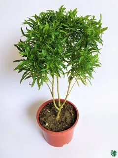 Plant ex