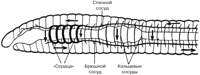 Кольцевые сосуды дождевого червя. Кровеносная система кольчатого червя. Кровеносная система дождевого червя. Схема строения кровеносной системы у кольчатых червей. Строение кровеносной системы кольчатых червей.