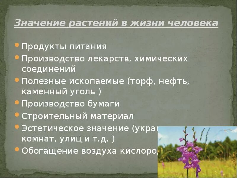 Какое значение для растения. Значение растений в жизни человека. Роль растений в жизни человека. Роль растений в природе и для человека. Роль растительности в жизни человека.