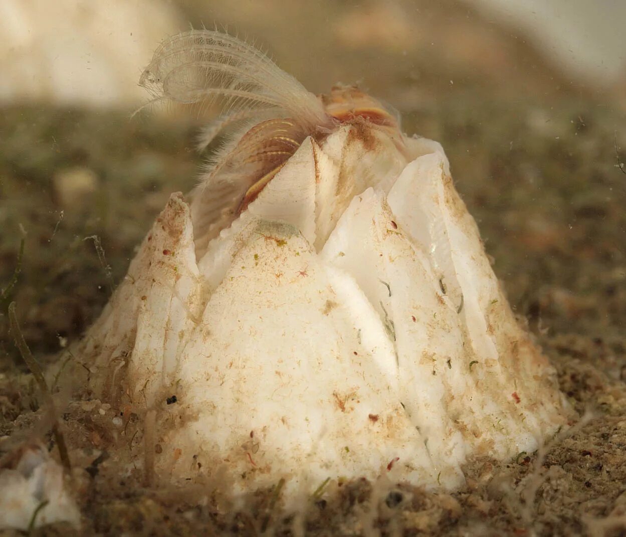 Усоногий рачок балянул. Balanus crenatus. Балянус морской Желудь. Морской рачок балянус.