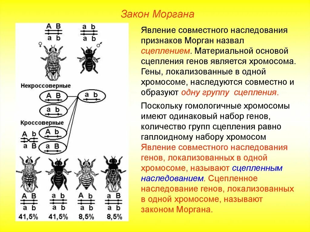 Кто имеет одинаковый набор генов. Закон Моргана о сцепленном наследовании схема. Сцепленное наследование генов т. Моргана. Теория наследования пола т Моргана. Опыты Томаса Моргана кроссинговер.