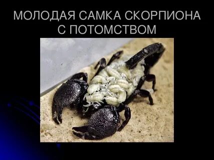 Какую среду обитания освоил скорпион