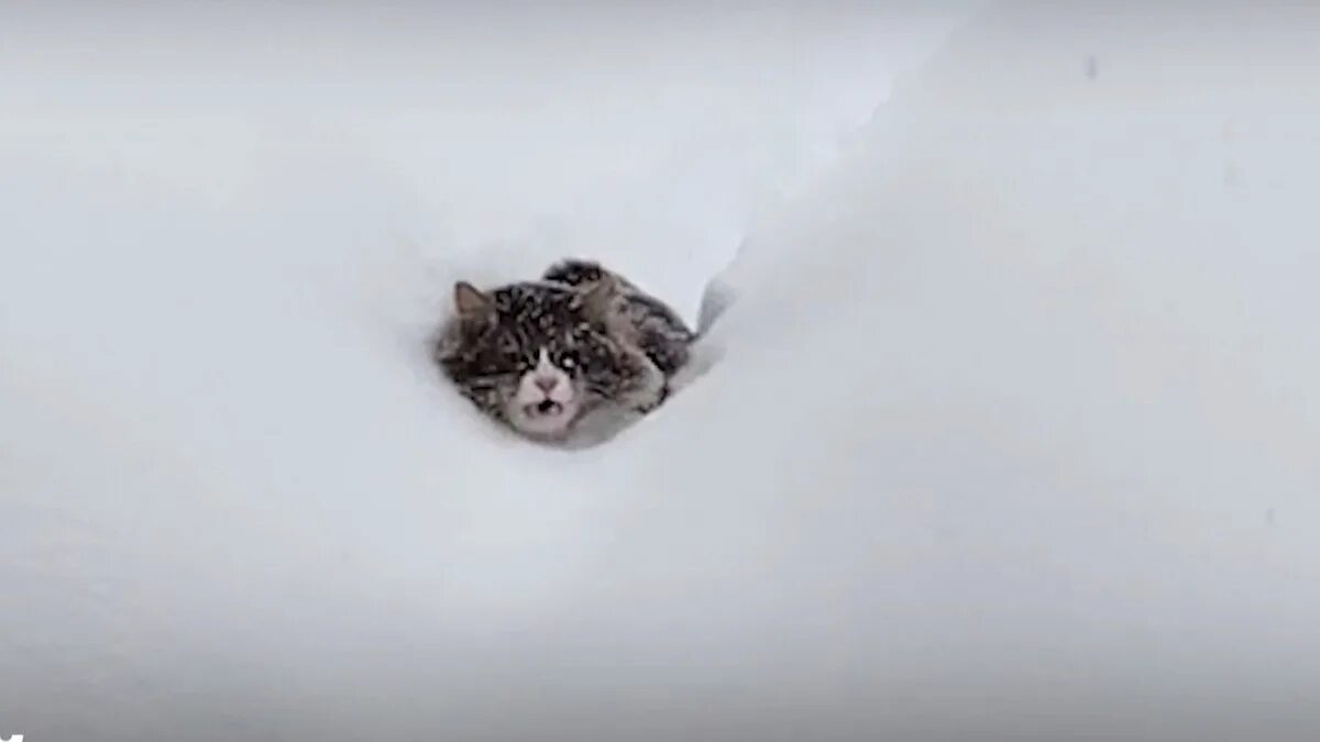 Пробираться по сугробам. Кот в сугробе. Кот пробирается через сугробы. Котик по сугробам. Кот плывет по снегу.
