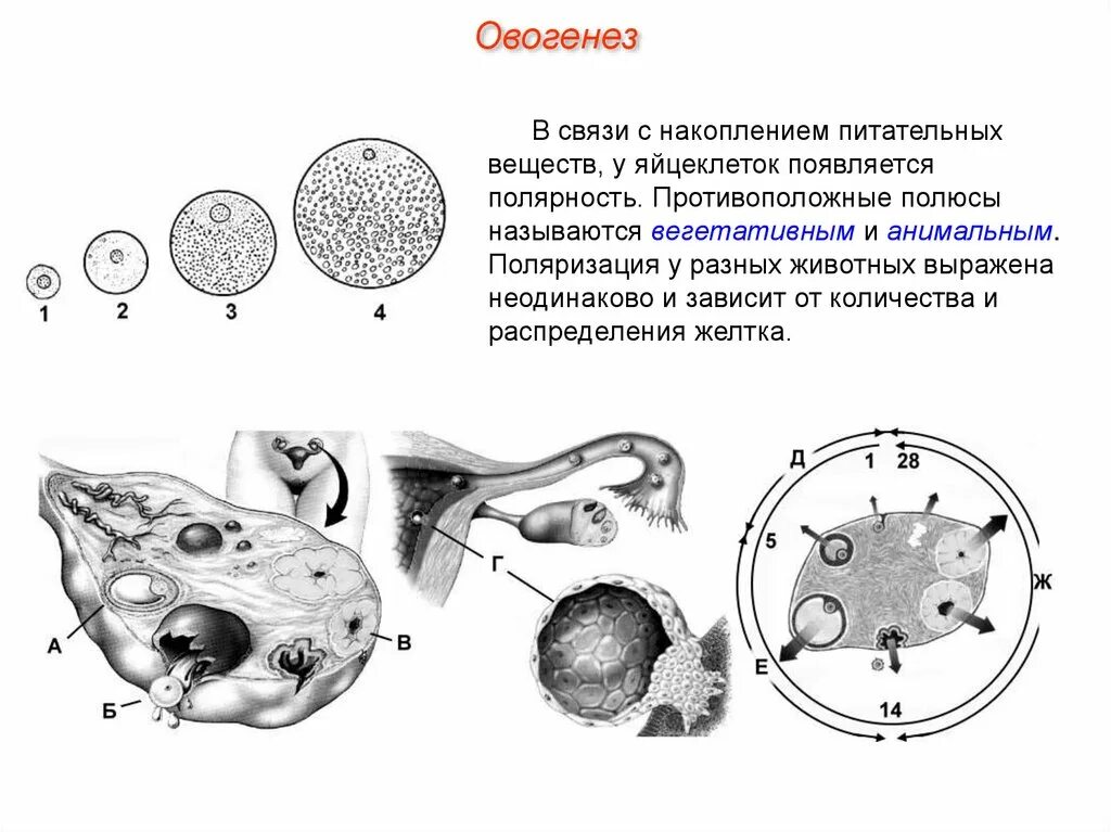 Классификация яйцеклеток по количеству желтка. Овогенез строение. яйцеклетки разных животных. классификация типов яйцеклеток. полярность яйцеклеток.