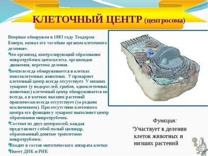 Участвует в делении