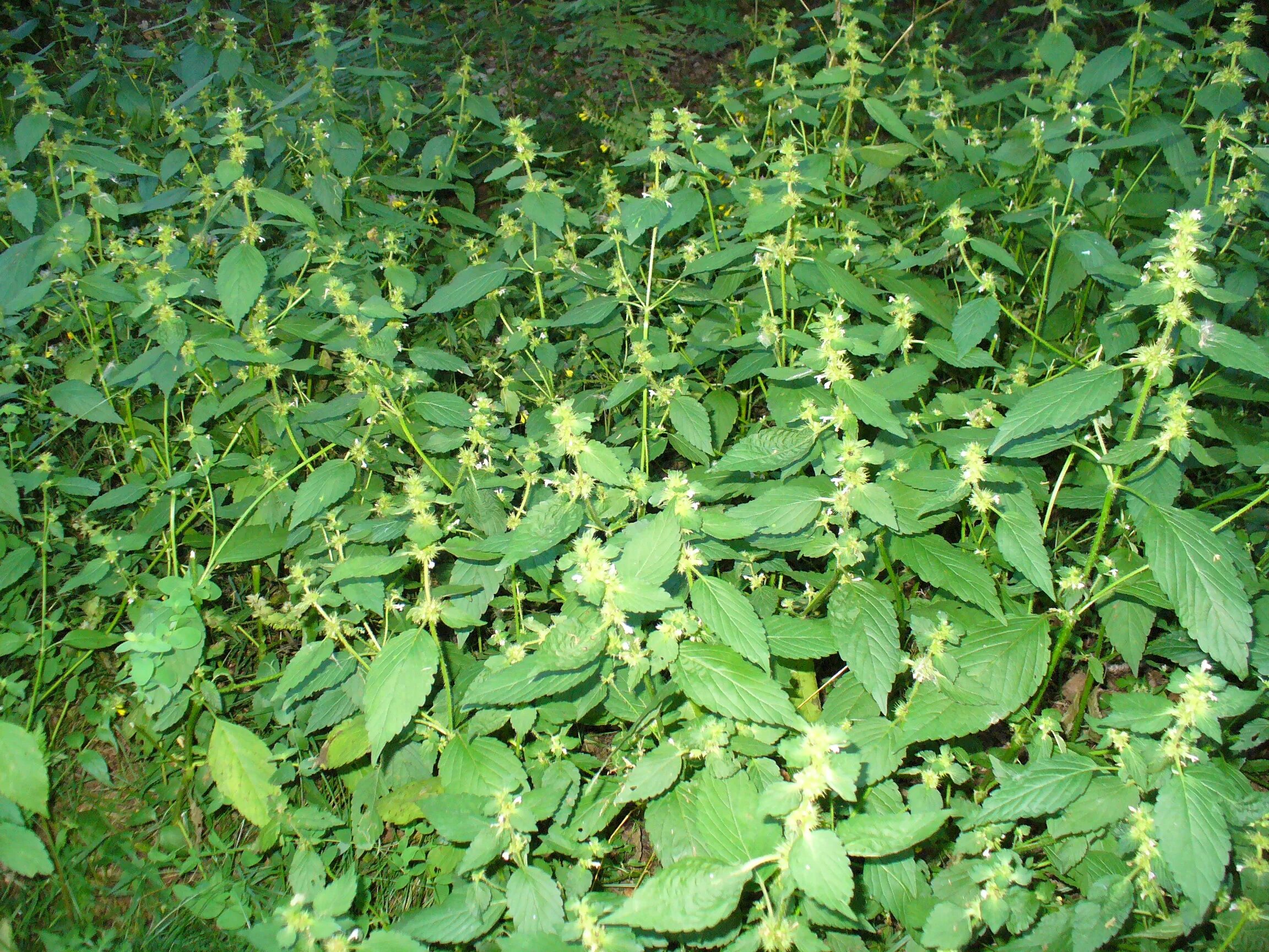 Веники премиум для бани. Полынь при кожных заболеваниях. Полынь горькая (artemisia absinthium). Пряные травы мелисса. Мята с полынью.