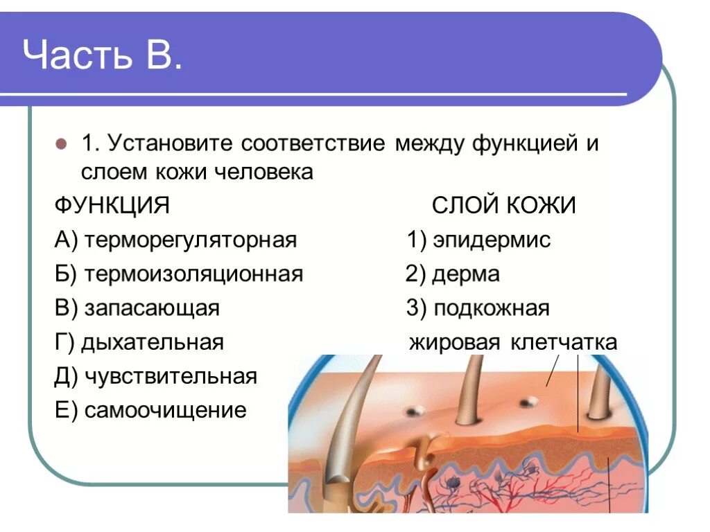 Слой кожи 1)  эпидермис 2)  дерма. Функции дерма кожи человека. Функции эпидермиса кожи человека биология 8 класс. Таблица особенности строения слоев кожи. Строение и функции кожи тест 8 класс