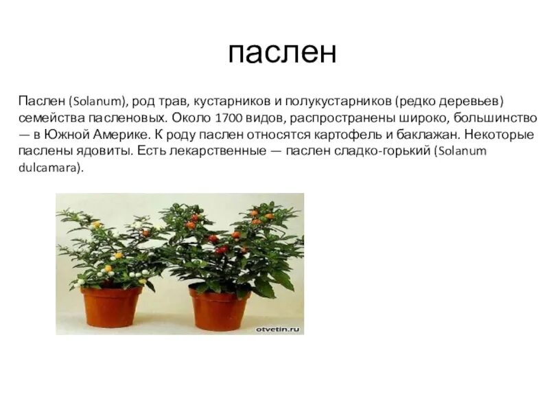 Род паслен класс двудольные. Паслен Соланум. Паслен Соланум комнатный. Куст паслен растение. Паслён комнатный ядовитый.