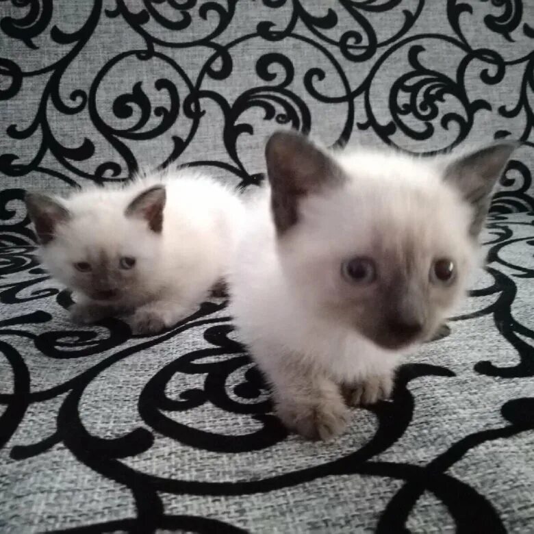 Сиамские котята. Отдам сиамского котенка москва. Маленькие кошечки на продажу. Котята в липецке. Сиамский чистокровный кот фото.